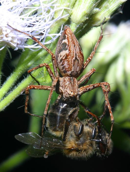 Con ong trở thành mồi của nhện linh miêu, Hoàng thành Huế. Ảnh: Richard-seaman.com.