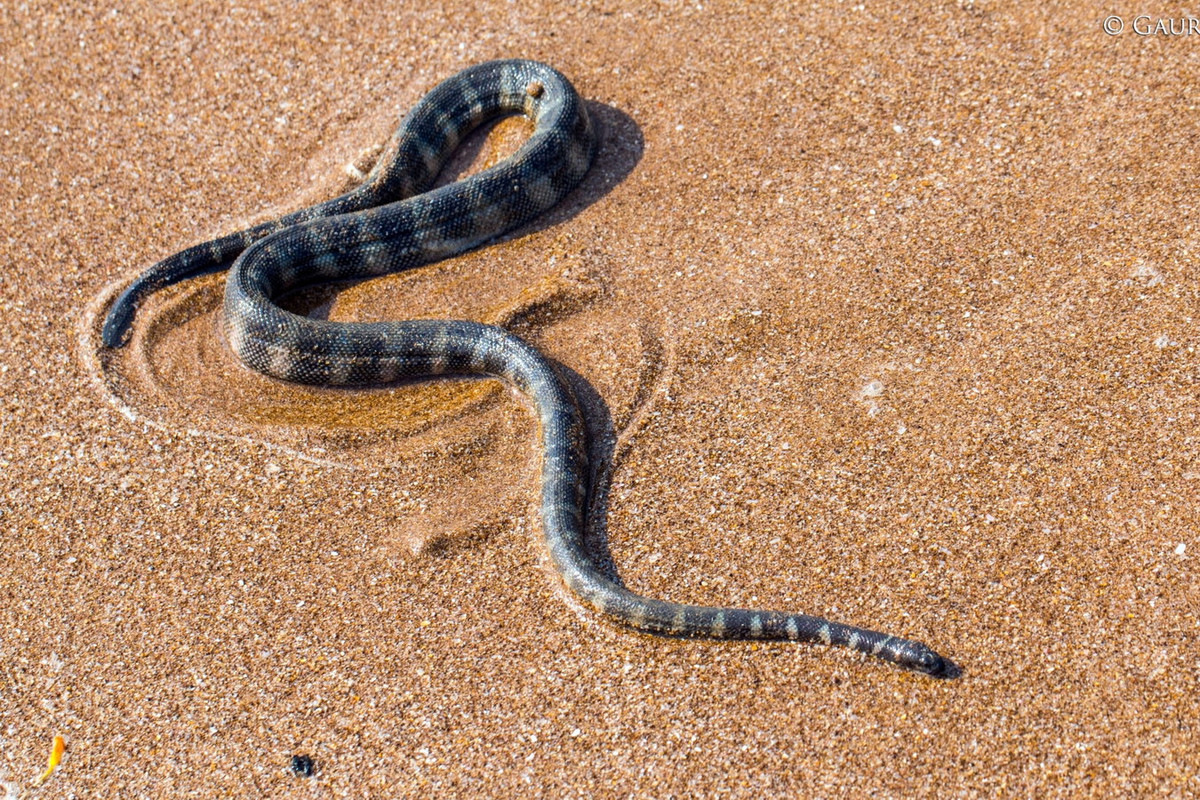 Rắn đẻn cạp nong (Hydrophis fasciatus). Kích thước: Dài 110 cm. Khu vực phân bố: Phía Bắc vịnh Bắc bộ, Trung Bộ (mũi Kê Gà), Nam Bộ và Côn Đảo. Ảnh: iNaturalist.