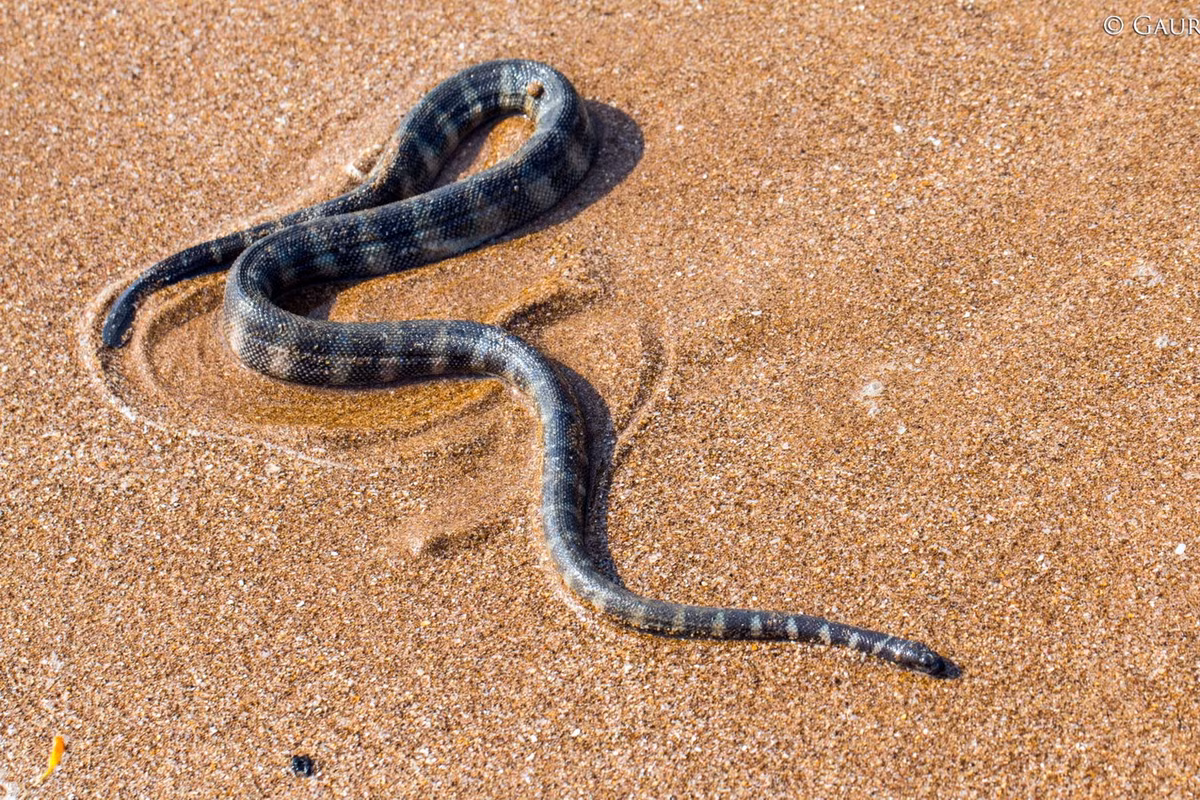 Rắn đẻn cạp nong (Hydrophis fasciatus). Kích thước: Dài 110 cm. Khu vực phân bố: Phía Bắc vịnh Bắc bộ, Trung Bộ (mũi Kê Gà), Nam Bộ và Côn Đảo. Ảnh: iNaturalist.