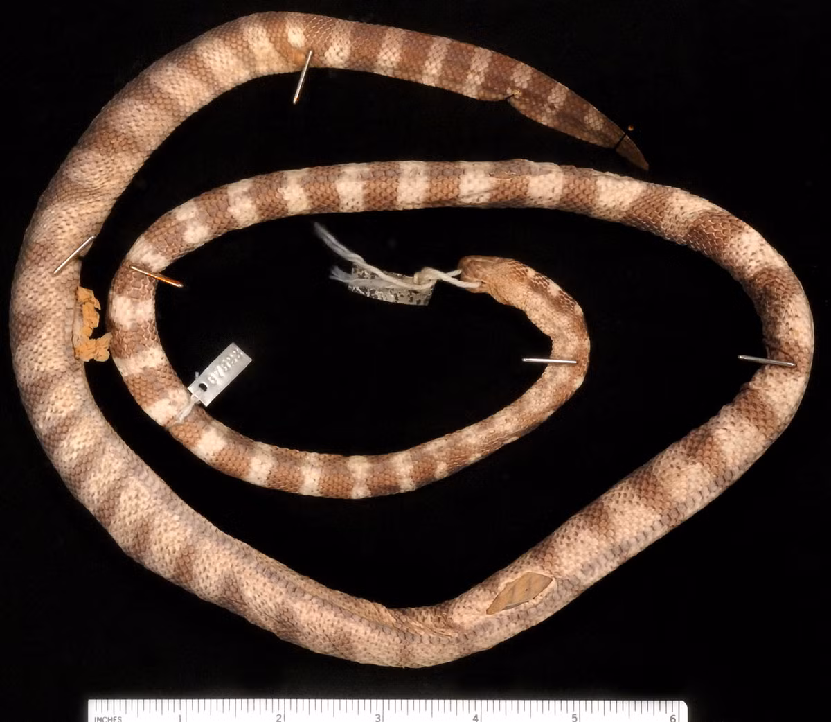 Rắn đẻn khoanh đuôi đen (Hydrophis torquatus). Kích thước: Dài 104 cm. Khu vực phân bố: Từ phía Đông khu vực Bắc Bộ qua Trung Bộ (Phan Thiết, mũi Kê Gà, Vũng Tàu) tới Nam bộ. Ảnh: Encyclopedia of Life.