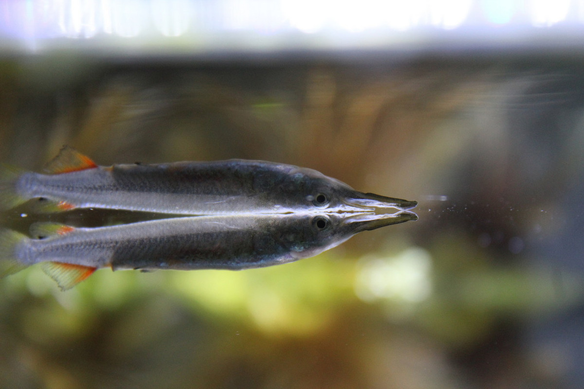 Còn con cái có một đốm nhỏ màu cam gần bụng được gọi là đốm mang thai. Đến mùa sinh sản, điểm mang thai mở rộng và con đực thường chọn con cái dựa trên kích thước của điểm này. Ảnh: iNaturalist.