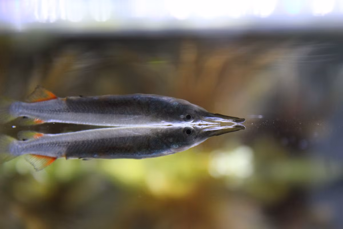 Còn con cái có một đốm nhỏ màu cam gần bụng được gọi là đốm mang thai. Đến mùa sinh sản, điểm mang thai mở rộng và con đực thường chọn con cái dựa trên kích thước của điểm này. Ảnh: iNaturalist.