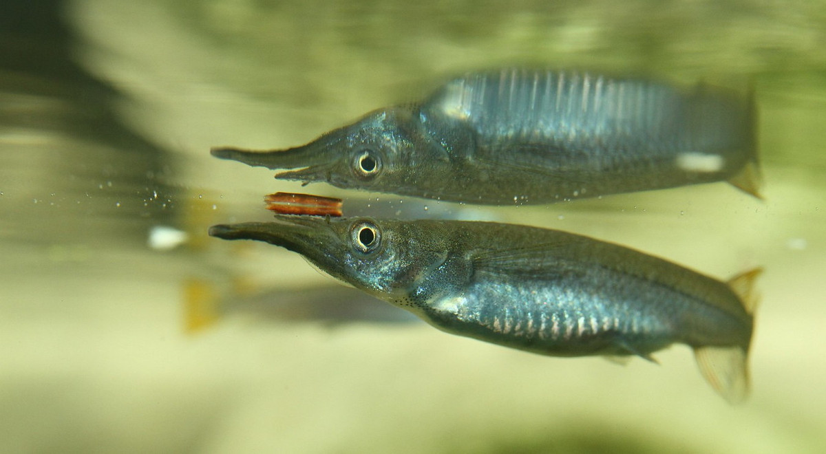 Các loài cá lìm kìm có bộ hàm cấu tạo rất đặc biệt, với hàm dưới dài hơn đáng kể so với hàm trên, phù hợp với tập tính ăn các loài côn trùng nhỏ đậu trên mặt nước. Ảnh: George Wilkinson /Flickr.