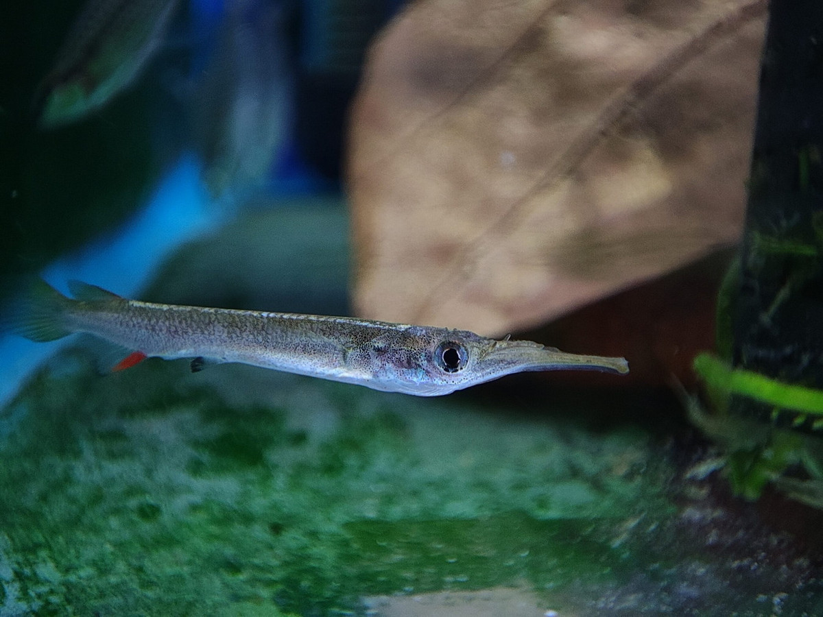 Dù được ưa chuộng trên thế giới, ở Việt Nam, loài cá có sẵn trong tự nhiên này chưa nhận được nhiều sự quan tâm từ giới chơi cá cảnh. Ảnh: Aquacolours.