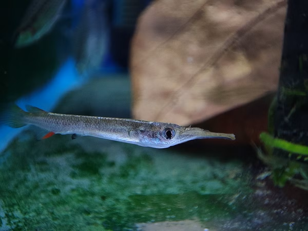 Dù được ưa chuộng trên thế giới, ở Việt Nam, loài cá có sẵn trong tự nhiên này chưa nhận được nhiều sự quan tâm từ giới chơi cá cảnh. Ảnh: Aquacolours.