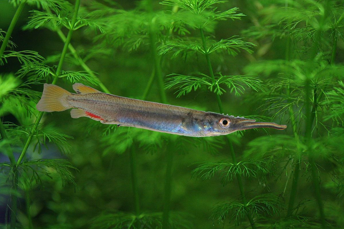 Trong điều kiện nuôi nhốt, cá lìm kìm có thể ăn các loại thức ăn công nghiệp dạng khô. Bể nuôi nên có nắp đậy để tránh việc chúng “bay” ra khỏi bể. Ảnh: Aquarienfische.