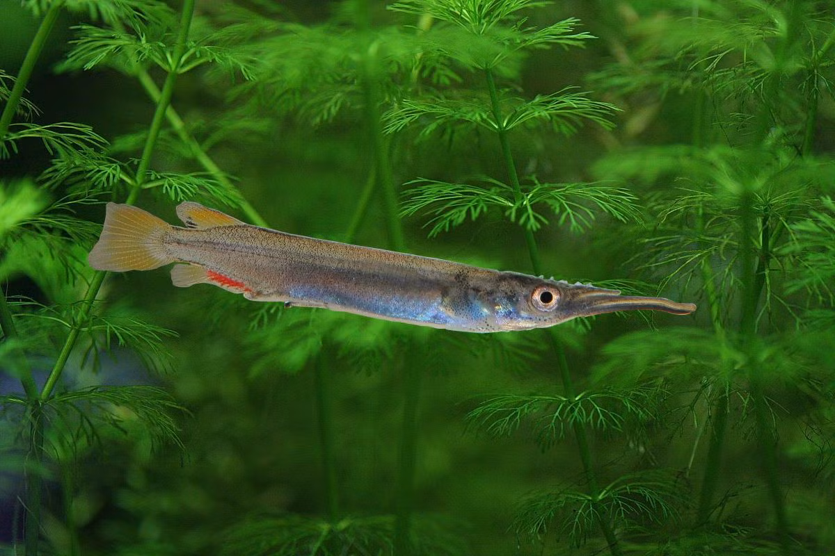 Trong điều kiện nuôi nhốt, cá lìm kìm có thể ăn các loại thức ăn công nghiệp dạng khô. Bể nuôi nên có nắp đậy để tránh việc chúng “bay” ra khỏi bể. Ảnh: Aquarienfische.