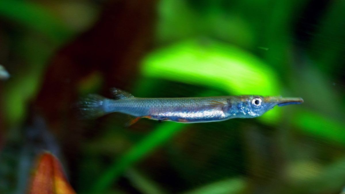 Do kích cỡ nhỏ và có ngoại hình thú vị, trong vài thập niên gần đây, cá lìm kìm đã trở thành đối tượng được săn lùng rộng rãi trong giới chơi cá cảnh quốc tế. Ảnh: Fotocommunity.