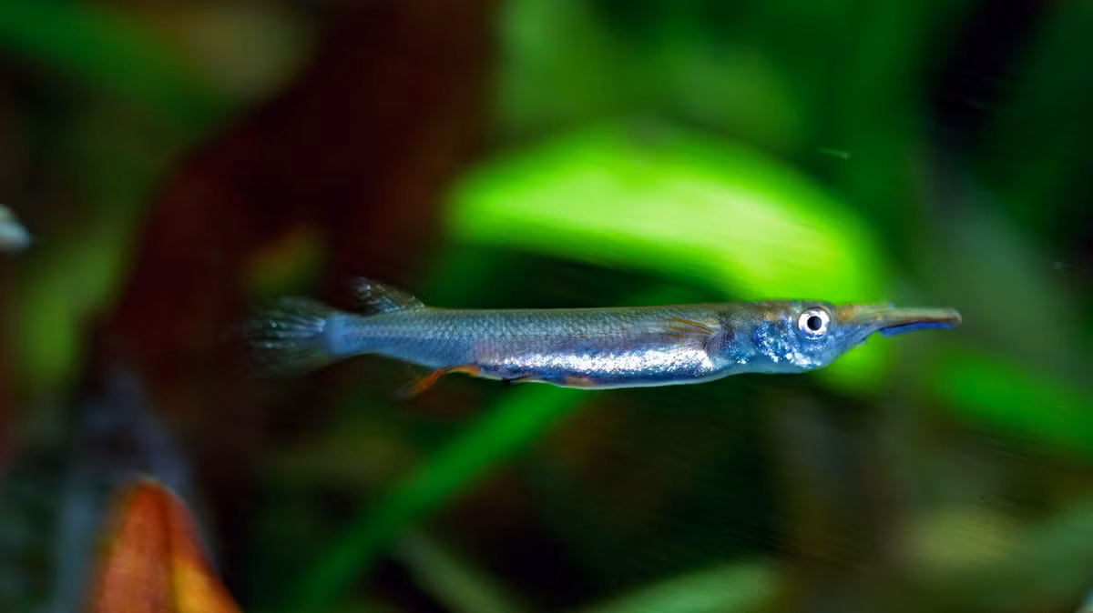 Do kích cỡ nhỏ và có ngoại hình thú vị, trong vài thập niên gần đây, cá lìm kìm đã trở thành đối tượng được săn lùng rộng rãi trong giới chơi cá cảnh quốc tế. Ảnh: Fotocommunity.