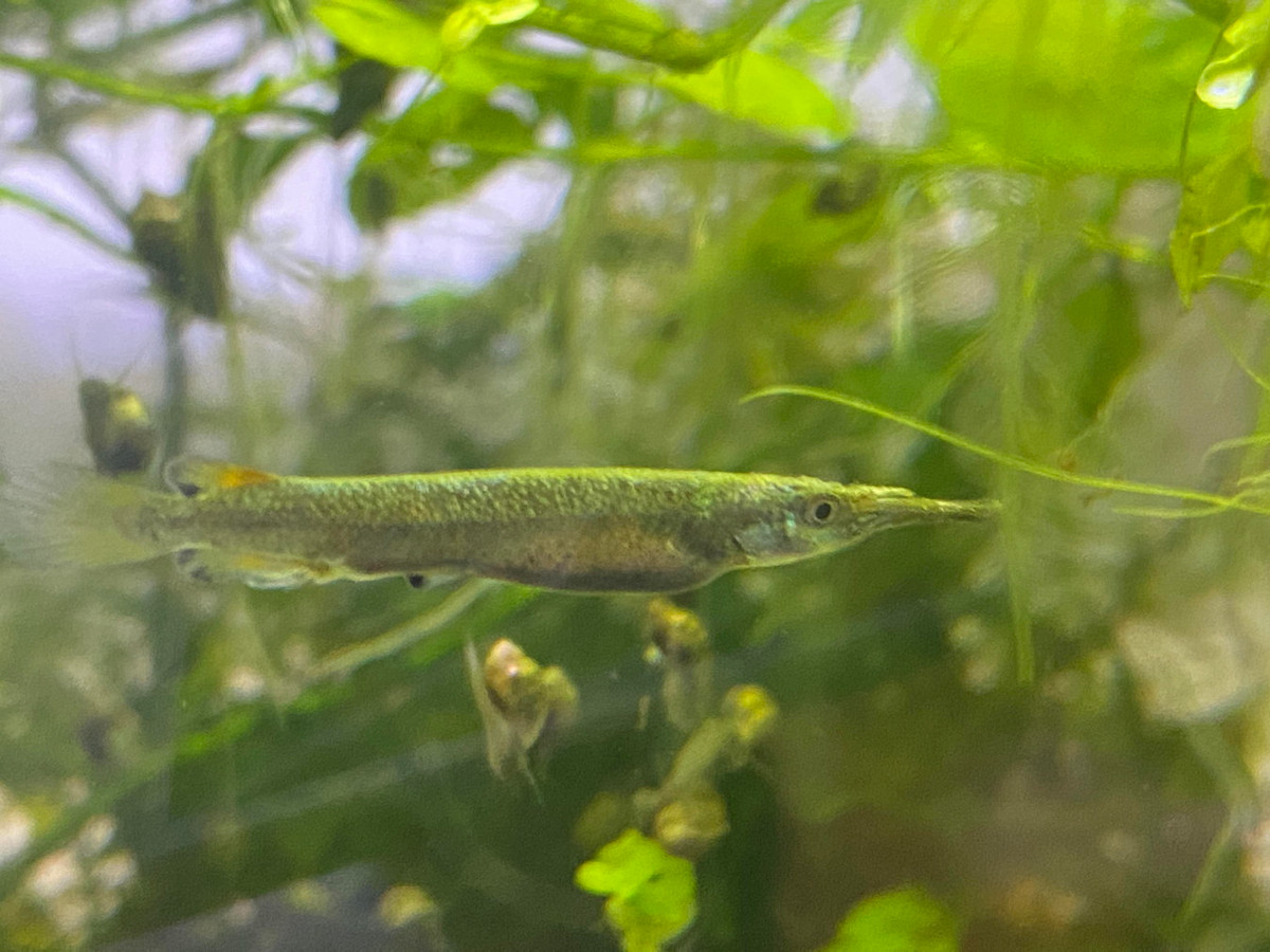 Cá đực có tập tính bảo vệ lãnh thổ tương đối mạnh mẽ, và vào mùa sinh sản, chúng có những màn “vật nhau” bằng mỏ để tranh giành cá cái. Ảnh: Reddit.