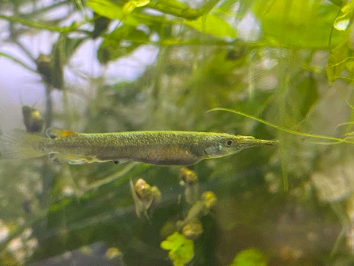 Cá đực có tập tính bảo vệ lãnh thổ tương đối mạnh mẽ, và vào mùa sinh sản, chúng có những màn “vật nhau” bằng mỏ để tranh giành cá cái. Ảnh: Reddit.