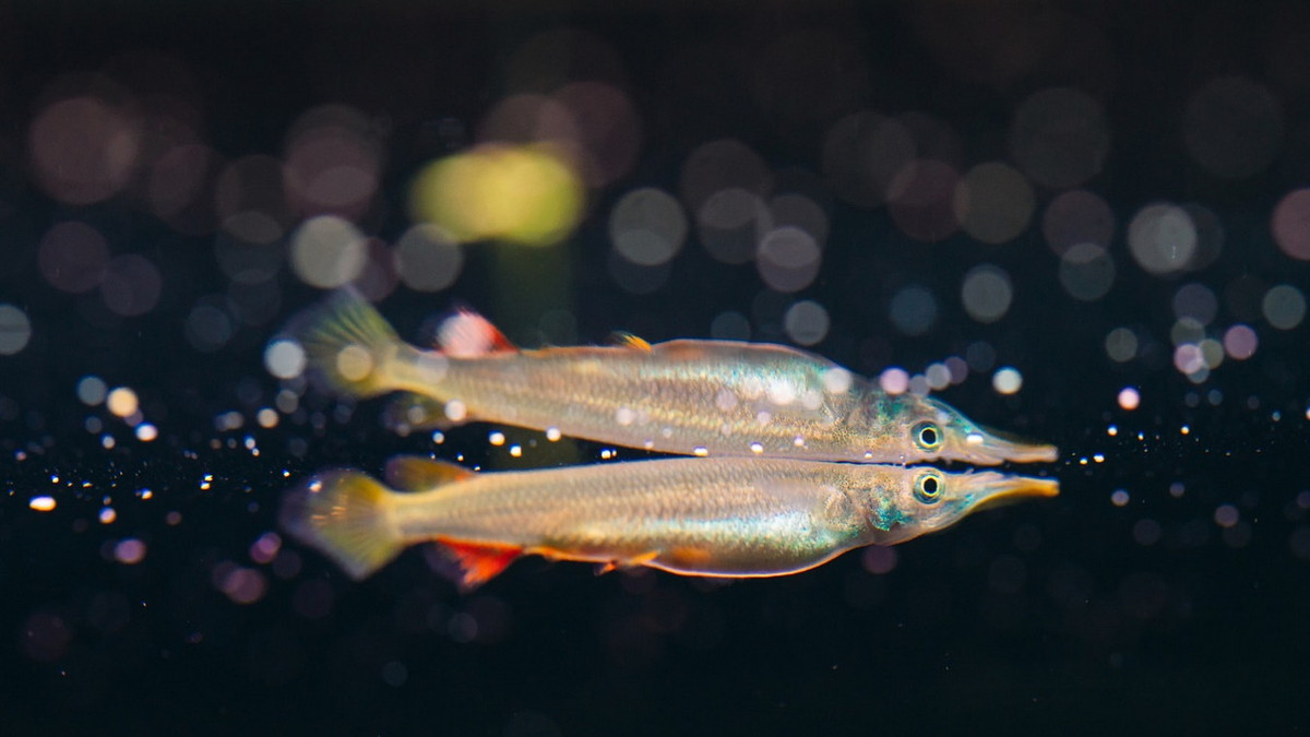 Trong tự nhiên, các loài cá độc đáo này chủ yếu sống trong môi trường nước nông, yên tĩnh như cánh đồng ngập nước, ao, sông, kênh, mương và hồ, thường ở nơi có thảm thực vật bề mặt phong phú. Ảnh: Acquaportal.