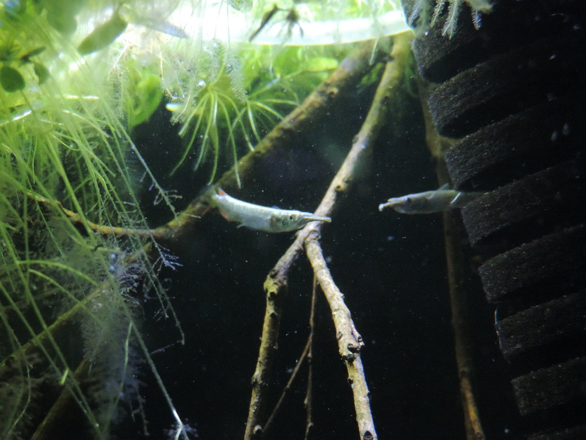 Đây là một loài cá dễ nuôi, có thể sống hòa bình với nhiều loài cá cảnh khác có cùng kích thước. Chúng phù hợp với những bể có diện tích bề mặt rộng và phủ nhiều cây thủy sinh ở bề mặt. Ảnh: Amazonia Aquarium Online.