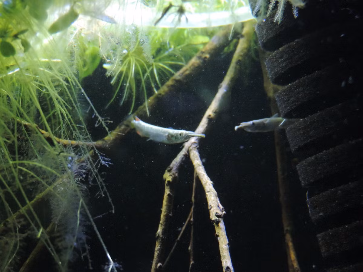 Đây là một loài cá dễ nuôi, có thể sống hòa bình với nhiều loài cá cảnh khác có cùng kích thước. Chúng phù hợp với những bể có diện tích bề mặt rộng và phủ nhiều cây thủy sinh ở bề mặt. Ảnh: Amazonia Aquarium Online.