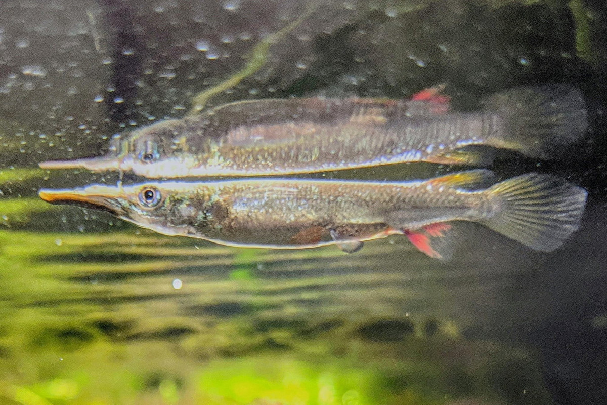 Một đặc điểm sinh học đáng chú ý khác là chúng sinh sản theo phương thức noãn thai sinh. Trứng sẽ nở từ trong bụng cá mẹ và được đẻ ra khi đã trở thành cá bột. Mỗi lứa cá mẹ đẻ 10-30 cá con. Ảnh: Reddit.