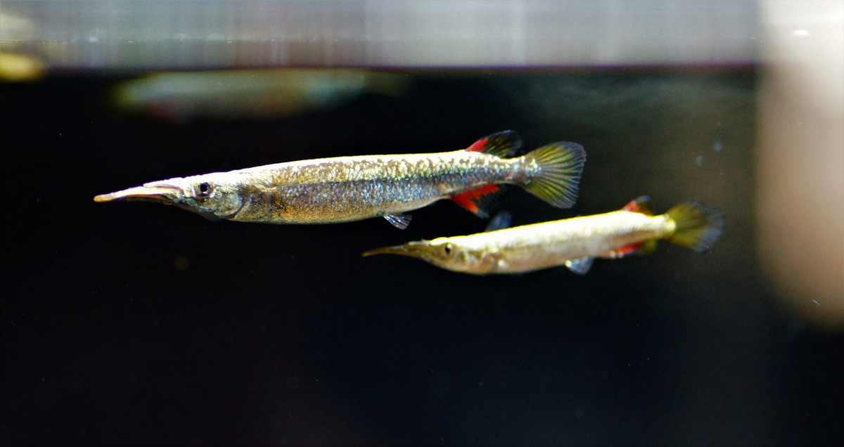 Không chỉ khác biệt về màu sắc, cá lìm kìm đực còn có kích thước nhỏ hơn con cái. Chúng cũng có vây hậu môn biến đổi để trở thành một bộ phận hỗ trợ cho quá trình sinh sản. Ảnh: Fishtopia.