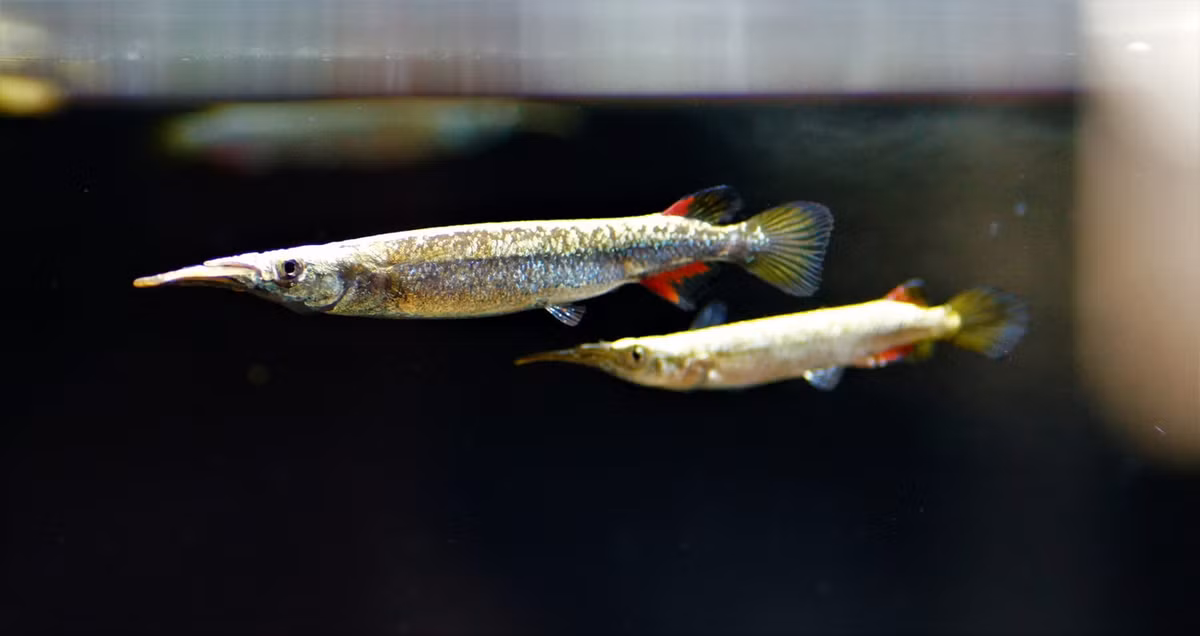 Không chỉ khác biệt về màu sắc, cá lìm kìm đực còn có kích thước nhỏ hơn con cái. Chúng cũng có vây hậu môn biến đổi để trở thành một bộ phận hỗ trợ cho quá trình sinh sản. Ảnh: Fishtopia.