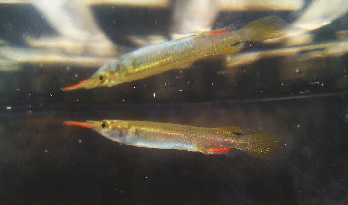 Các cá thể trưởng thành của cá lìm kìm dài không quá 7 cm. Chúng có cơ thể thuôn dài, màu bạc, vây lưng, vây hậu môn và đuôi màu đỏ-vàng, con cái có màu kém rực rỡ hơn con đực. Ảnh: Wikipedia.