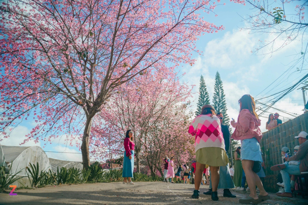 Xep hang 15 phut de check-in mai anh dao Da Lat-Hinh-4