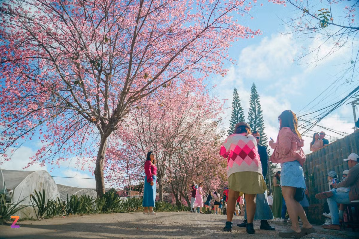 Xep hang 15 phut de check-in mai anh dao Da Lat-Hinh-4