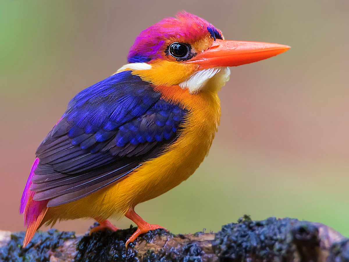 Chim có phần lông trên đỉnh đầu và trên đuôi màu hồng tím, hông và chót đuôi hung vàng cam, cổ và hai bên màu vàng và cam, hai cánh màu xanh đen có ánh kim, bụng vàng, cằm trắng, mỏ và chân màu đỏ...