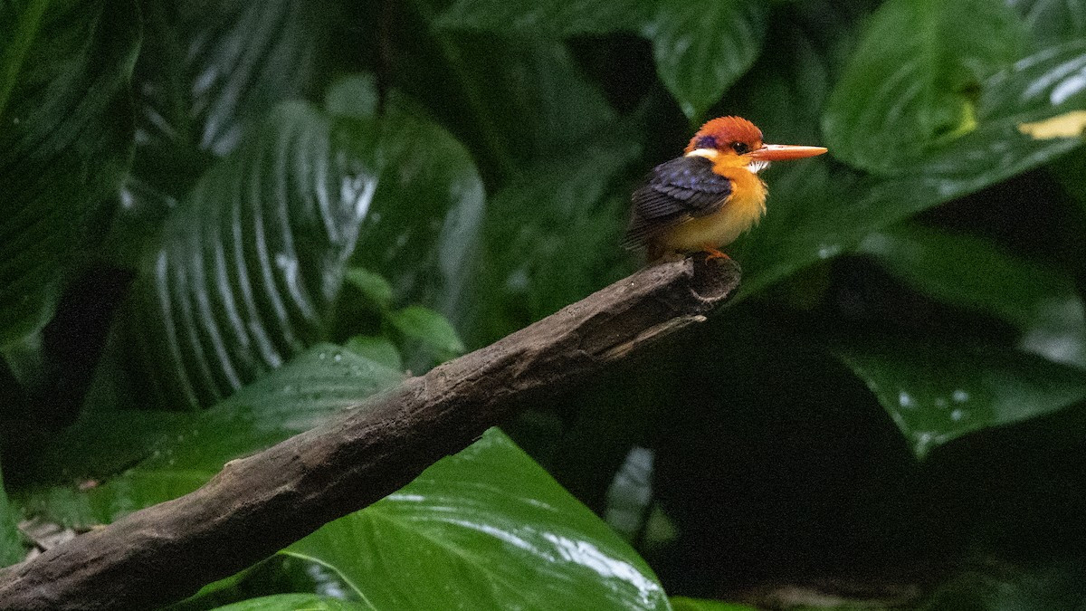 Trong Sách đỏ IUCN, bồng chanh đỏ nằm trong diện loài Sắp bị đe dọa. Số lượng quần thể của chúng đang có xu hướng suy giảm trong tự nhiên.