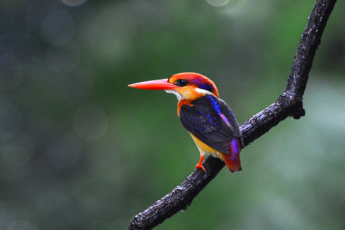 Thuộc họ Bói cá (Alcedinidae), loài chim nhỏ này có chiều dài 12-14 cm khi trưởng thành. Các số đo khác gồm độ dài cánh 53-61 mm, dài đuôi 21-23 mm, mỏ 29-34 mm.
