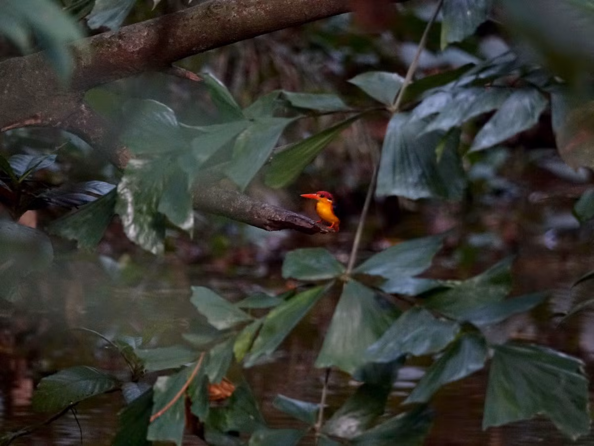 Sinh cảnh của loài chim này là những khu rừng lá rộng thường xanh. Chúng có xu hướng sống gần suối, ao hồ nhỏ, tổ luôn nằm cách cách xa mặt nước.