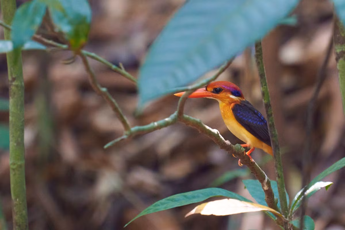 Tại Việt Nam, chúng là loài định cư không phổ biến tại Đông Bắc, Bắc và Trung Trung Bộ, tương đối phổ biến tại Nam Bộ.