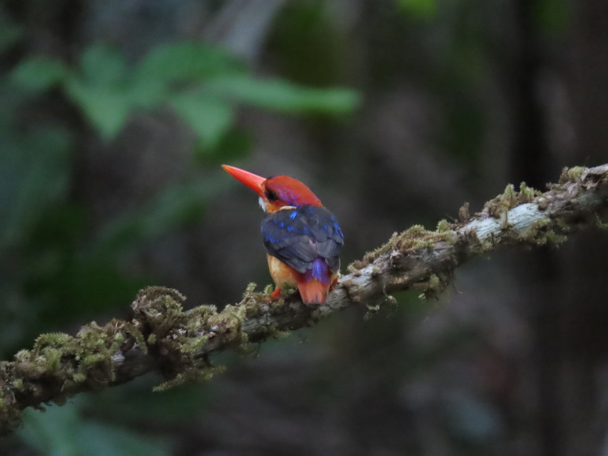 Mối đe dọa chính đối với loài chim tuyệt đẹp này là sự suy thoái môi trường rừng do các hoạt động của con người.