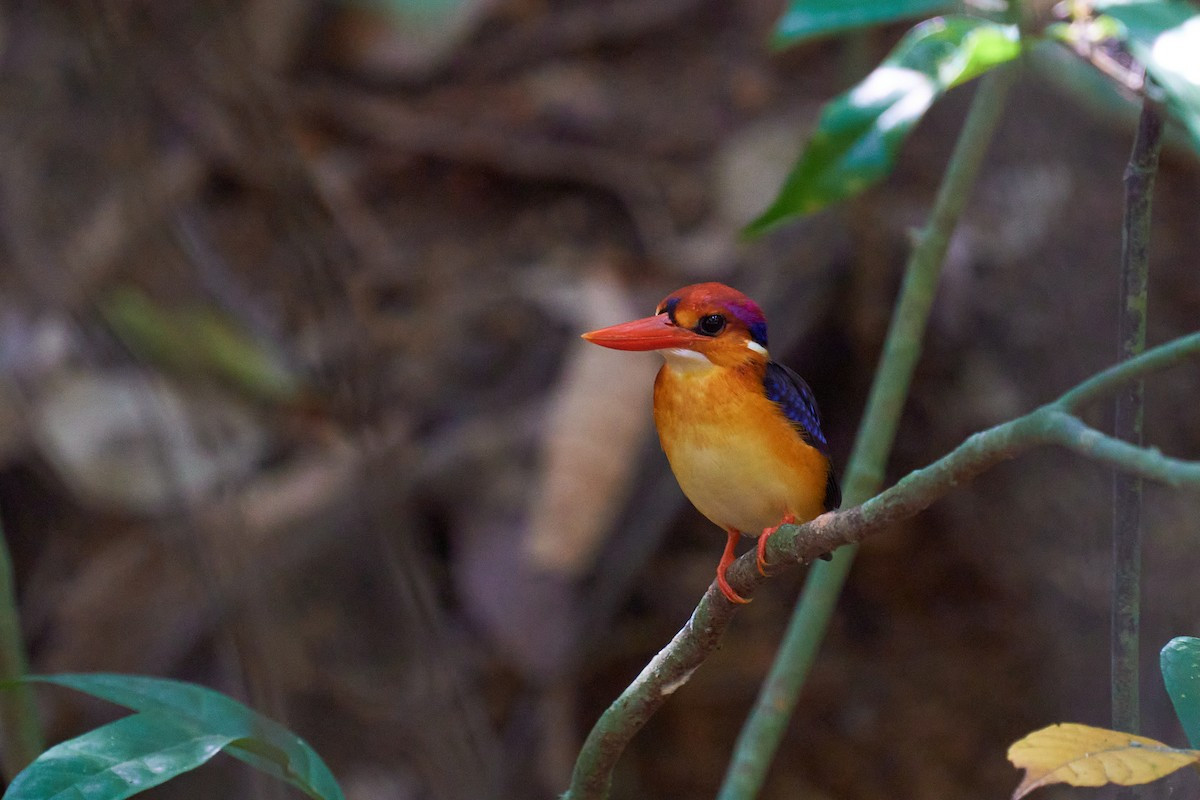 Phạm vi phân bố của bồng chanh đỏ kéo dài từ tiểu lục địa Ấn Độ đến Đông Nam Á, bao gồm Bangladesh, Bhutan, Brunei, Campuchia, Ấn Độ, Indonesia, Lào, Malaysia, Myanma, Singapore, Sri Lanka, Thái Lan và Việt Nam.