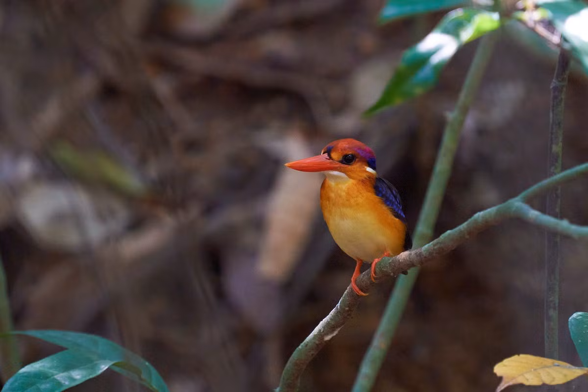 Phạm vi phân bố của bồng chanh đỏ kéo dài từ tiểu lục địa Ấn Độ đến Đông Nam Á, bao gồm Bangladesh, Bhutan, Brunei, Campuchia, Ấn Độ, Indonesia, Lào, Malaysia, Myanma, Singapore, Sri Lanka, Thái Lan và Việt Nam.