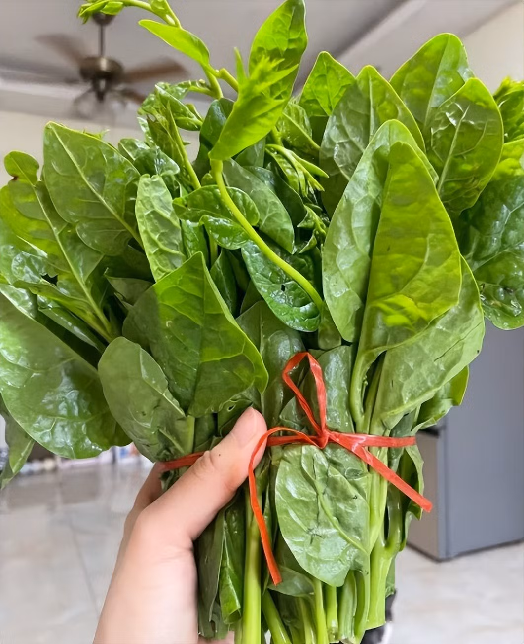 Loai rau mua xuan tuoi ngon, giup chac xuong, bo duong-Hinh-3