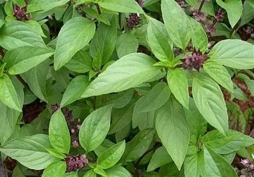 Lam diu cac trieu chung cua cum bang gia vi “vuon nha”