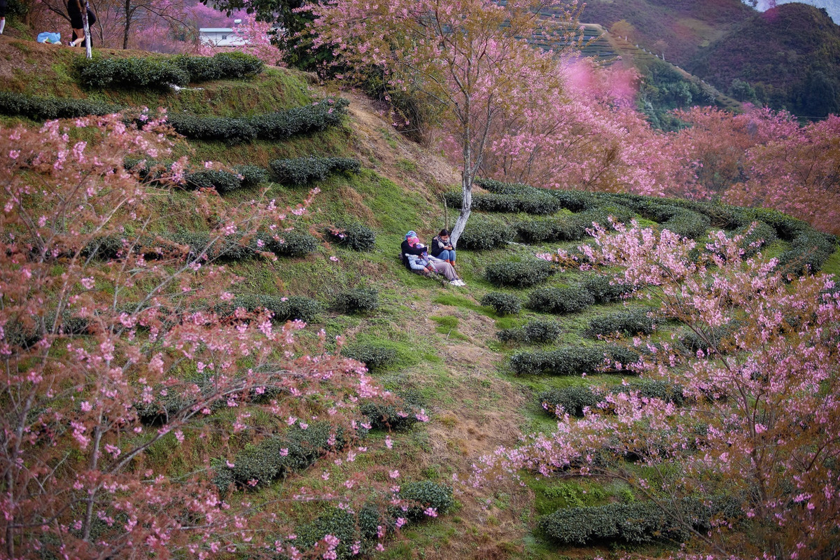 Đồi chè Ô Long cách thị trấn Sa Pa khoảng 8km, rộng gần 400 ha. Mai anh đào tại đây được trồng xen kẽ, dọc theo lối đi giữa các đồi chè, chính điều này khiến cho bức tranh phong cảnh mùa mai anh đào ở Sa Pa có nhiều nét riêng so với Đà Lạt hay Kon Tum. Ảnh: Thuy Ja.