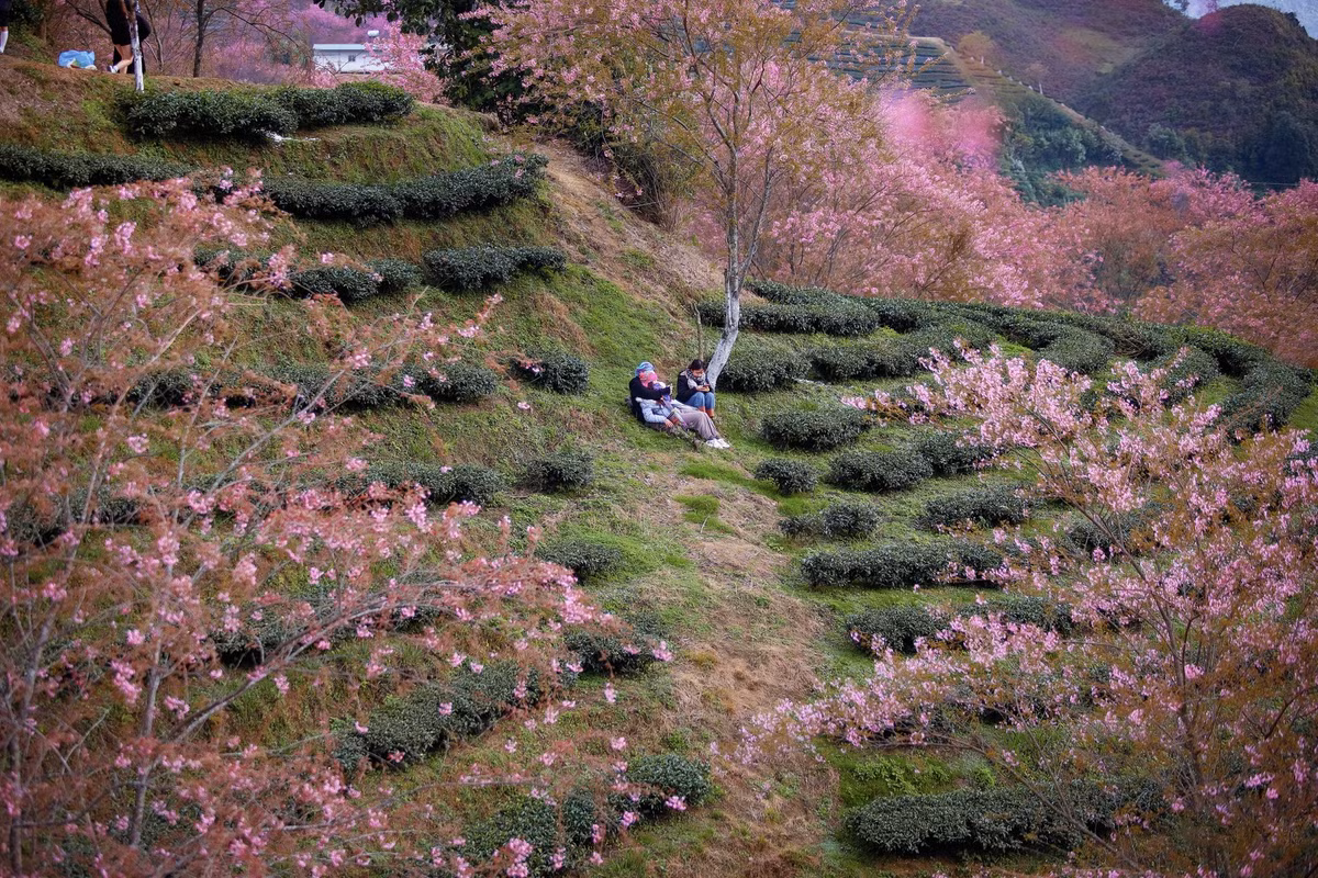 Đồi chè Ô Long cách thị trấn Sa Pa khoảng 8km, rộng gần 400 ha. Mai anh đào tại đây được trồng xen kẽ, dọc theo lối đi giữa các đồi chè, chính điều này khiến cho bức tranh phong cảnh mùa mai anh đào ở Sa Pa có nhiều nét riêng so với Đà Lạt hay Kon Tum. Ảnh: Thuy Ja.