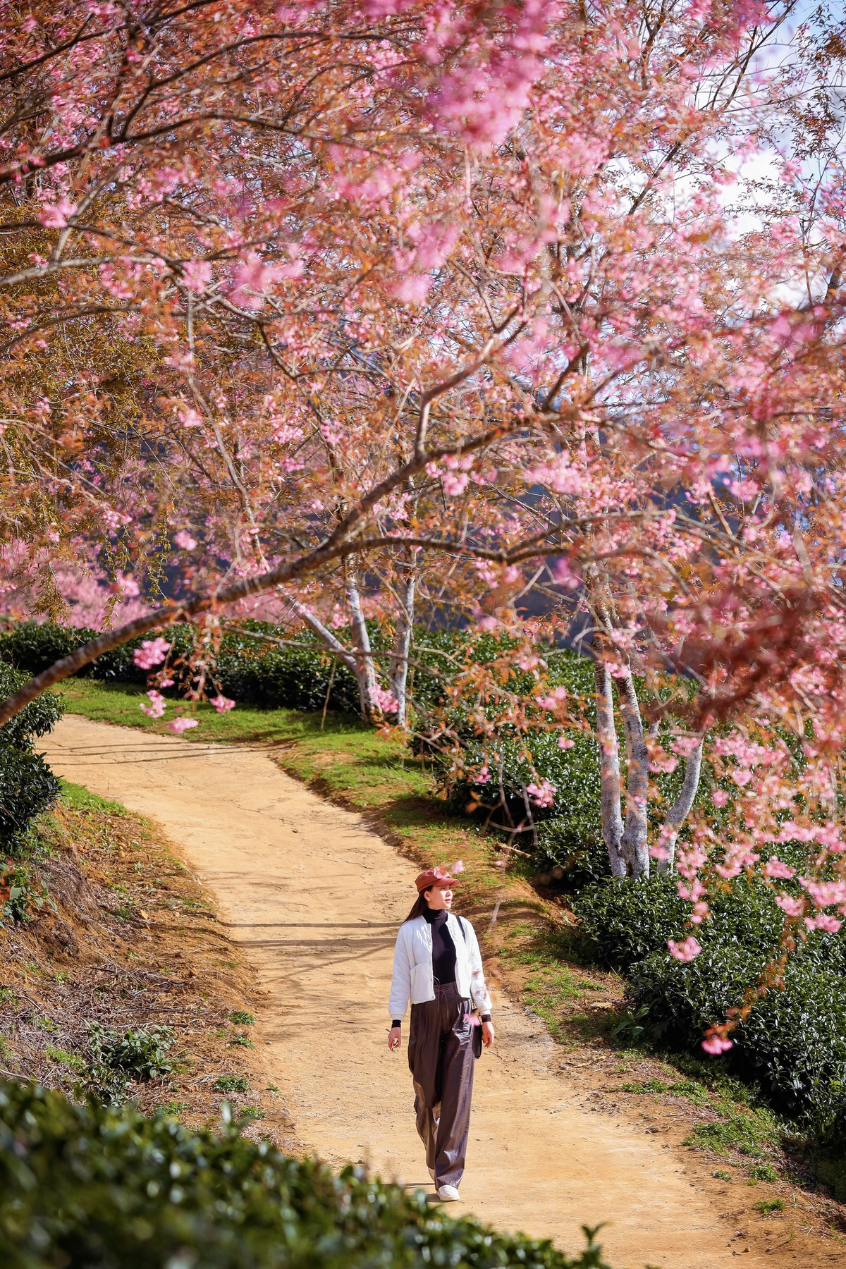 Hoa mai anh đào vào tháng 9-10 sẽ rụng hết lá, để trơ ra những cành cây khẳng khiu. Đến mùa đông, khoảng giữa tháng 12, những cành "củi khô" này đồng loạt trổ bông, đồi chè như khoác lên một lớp áo mới. Ảnh: Thuy Ja.