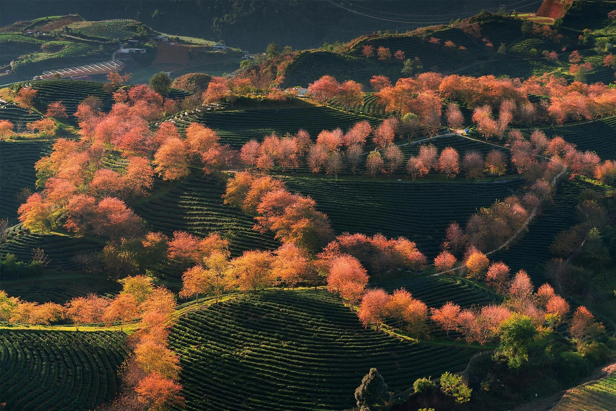 Theo gợi ý của nhiếp ảnh gia Bùi Thúy, buổi sáng sớm hay hoàng hôn là hai thời điểm chụp ảnh đồi hoa đẹp nhất. Được biết, khu vực đồi chè Ô Long thuộc quản lý của một công ty trà của Đài Loan. Năm nay, đồi chè này mới mở cửa đón khách trở lại. Du khách đến đồi chè không cần mua vé vào cửa, có thể vào thăm quy trình sản xuất chè và mua sản phẩm chè ô long, giá khoảng 150.000 đồng/gói (Ảnh: Trần Linh).