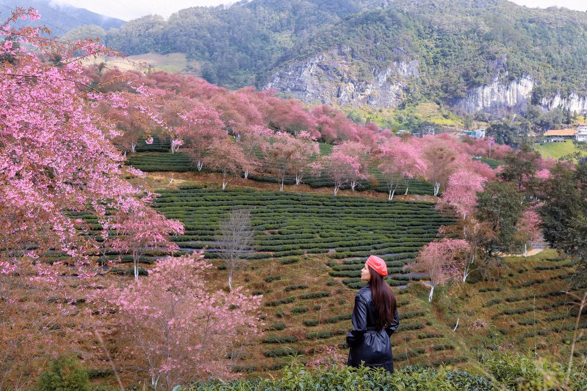 Mai anh dao moi nam no mot lan o Sa Pa dep ruc ro