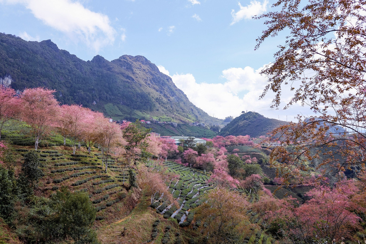 Chị Thúy ghi nhận đến ngày 25/12, hoa anh đào ở đồi chè Ô Long vẫn còn bung nở đẹp. Tuy nhiên, loài hoa này mỏng manh và rất nhanh tàn nên du khách muốn "săn" ảnh đẹp nên tới sớm. Chỉ đến hết Tết Dương lịch mai anh đào ở đây sẽ tàn hết, nếu bỏ lỡ du khách sẽ phải chờ đến mùa hoa năm sau. Ảnh: Thuy Ja.