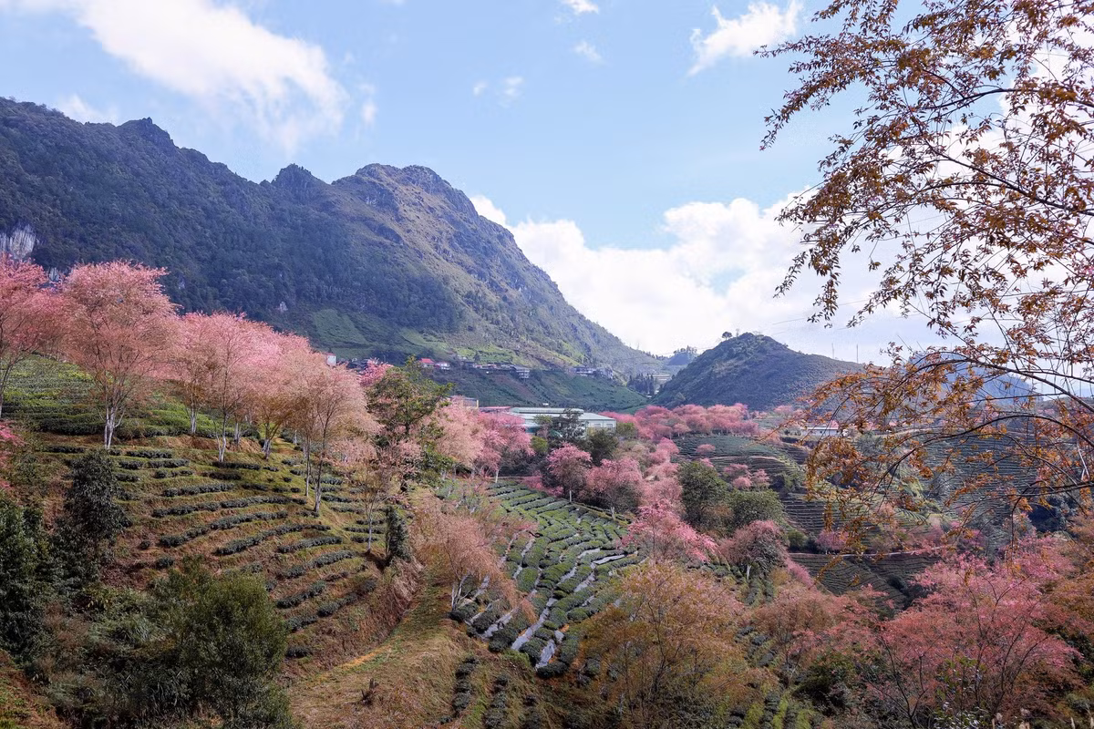 Chị Thúy ghi nhận đến ngày 25/12, hoa anh đào ở đồi chè Ô Long vẫn còn bung nở đẹp. Tuy nhiên, loài hoa này mỏng manh và rất nhanh tàn nên du khách muốn "săn" ảnh đẹp nên tới sớm. Chỉ đến hết Tết Dương lịch mai anh đào ở đây sẽ tàn hết, nếu bỏ lỡ du khách sẽ phải chờ đến mùa hoa năm sau. Ảnh: Thuy Ja.