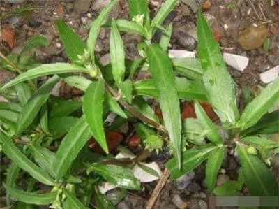 Ở quê có một loại cỏ dại gọi là 'thuốc nhuộm tóc tự nhiên' ảnh 1