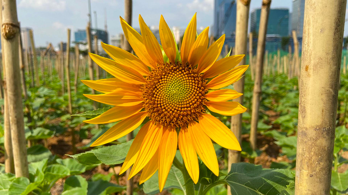 Can canh cong vien bo song Sai Gon sap dua vao hoat dong-Hinh-5