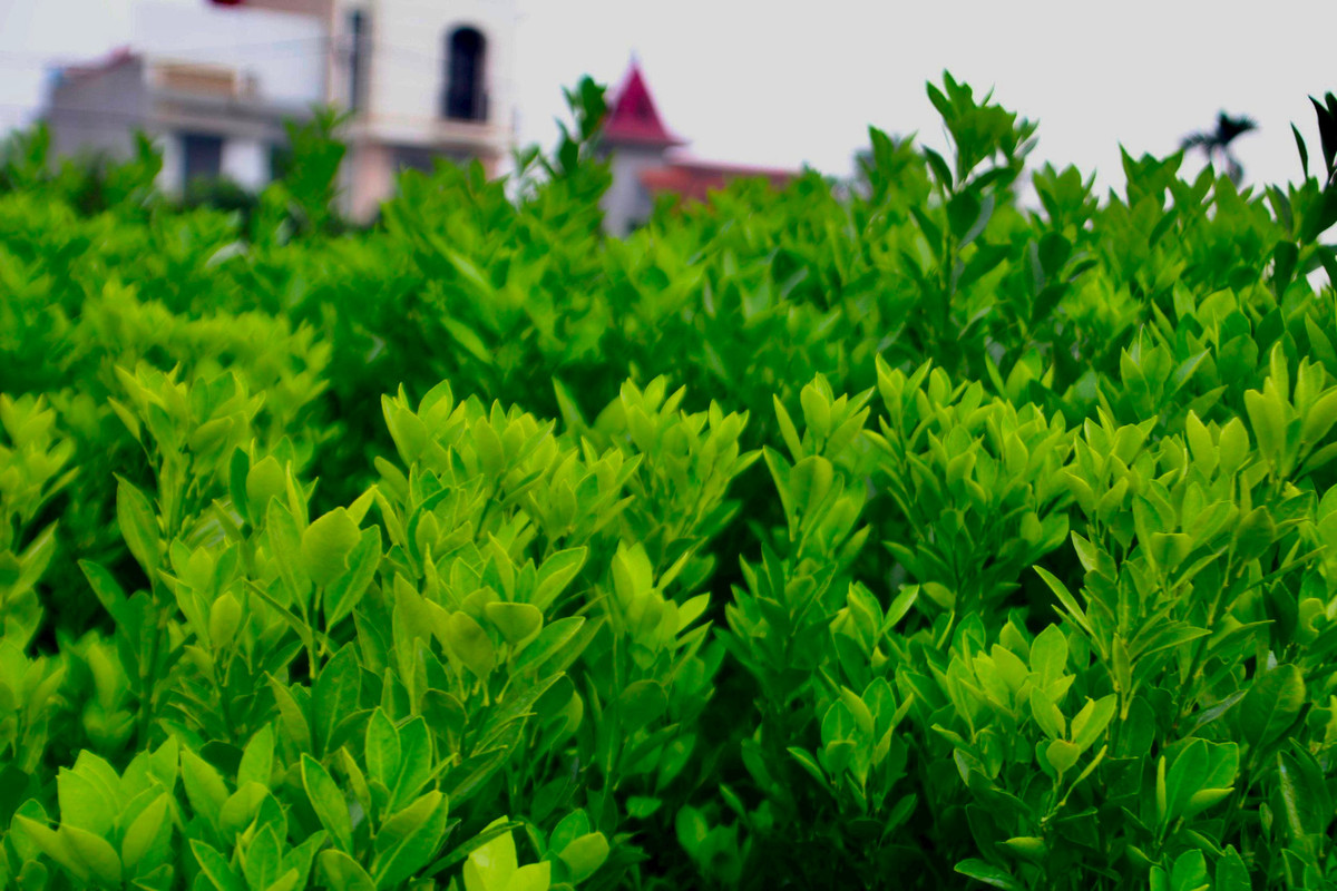 Kinh te kho khan, buoi bonsai ban cham, quat canh len ngoi-Hinh-10