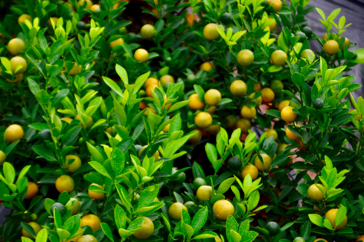 Kinh te kho khan, buoi bonsai ban cham, quat canh len ngoi-Hinh-12