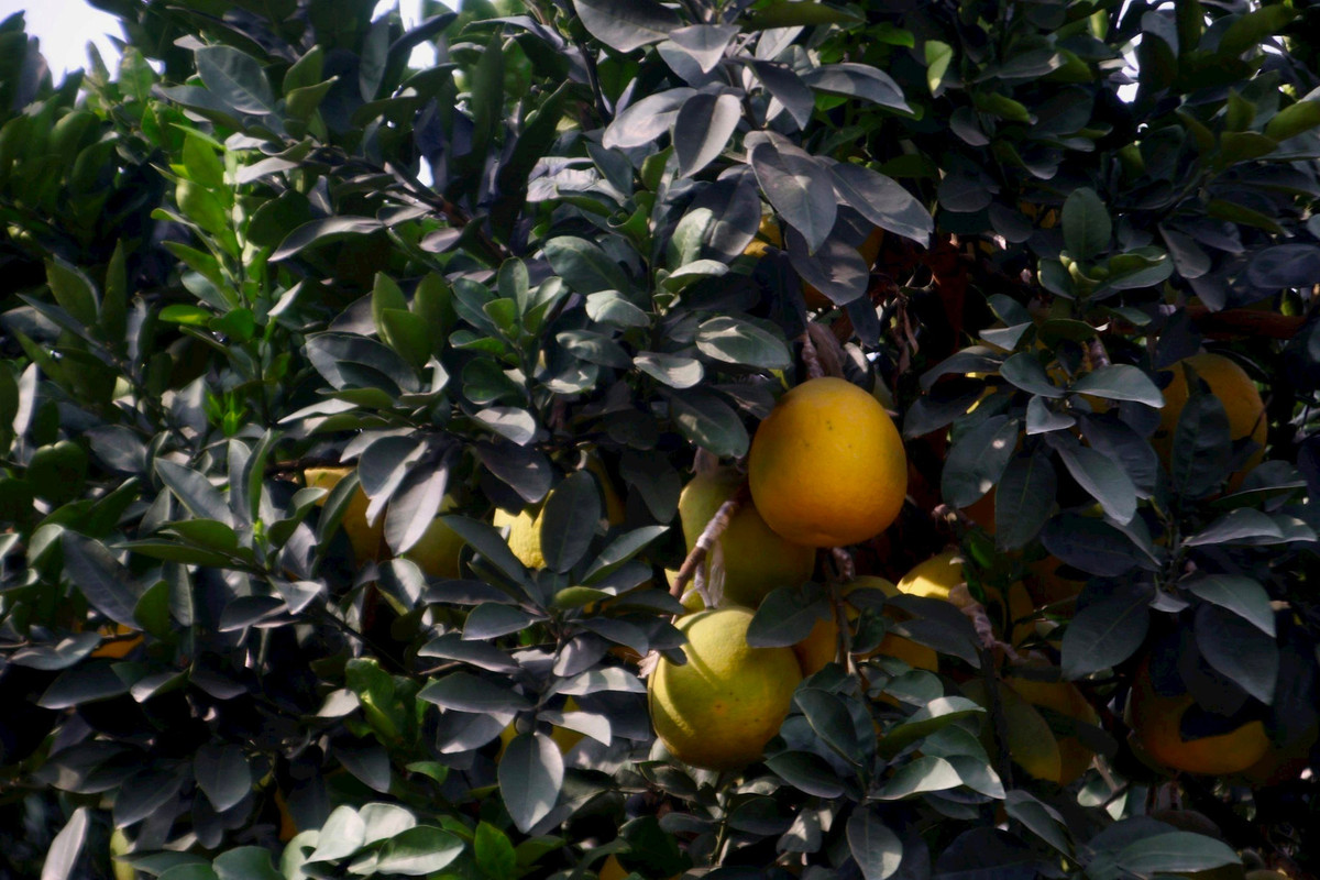 Kinh te kho khan, buoi bonsai ban cham, quat canh len ngoi-Hinh-5