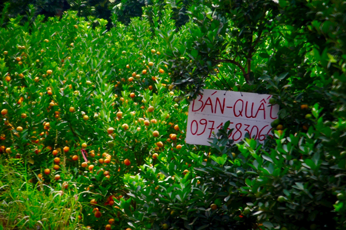 Kinh te kho khan, buoi bonsai ban cham, quat canh len ngoi-Hinh-13