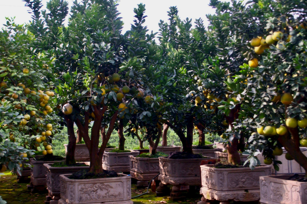 Kinh te kho khan, buoi bonsai ban cham, quat canh len ngoi-Hinh-2