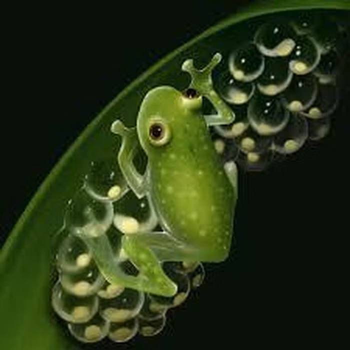 Loai ech co da trong suot nhin ro noi tang