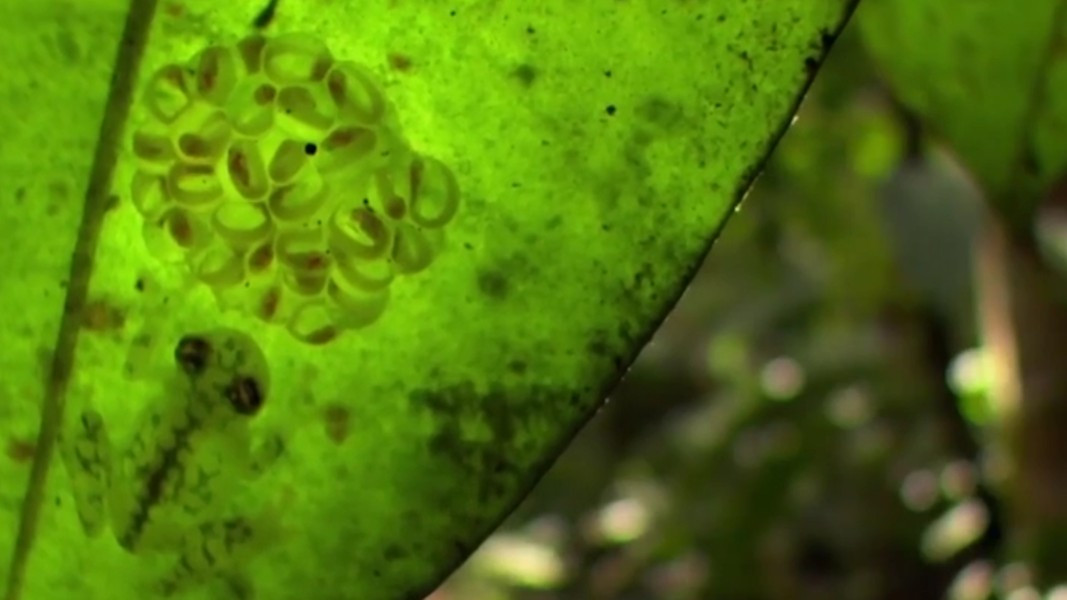 Loai ech co da trong suot nhin ro noi tang-Hinh-3